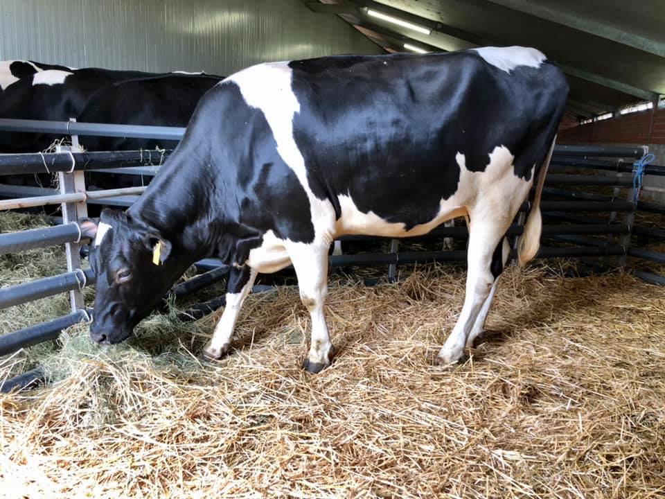 Holstein vaarzen