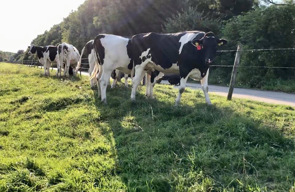 Versdragende vaarzen